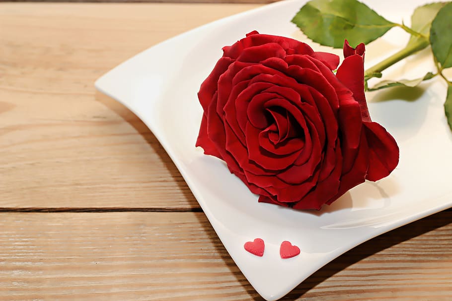 rose, red, plate, white, heart, flower, blossom, bloom, plant HD wallpaper