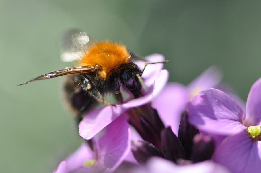 netherlands, hoorn, macro, close, insect, animal, bee, purple HD wallpaper