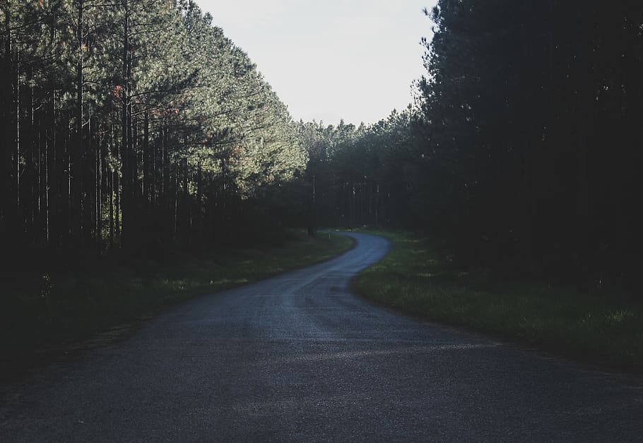 road surrounded by trees, gravel, dirt road, forest, path, australia HD wallpaper