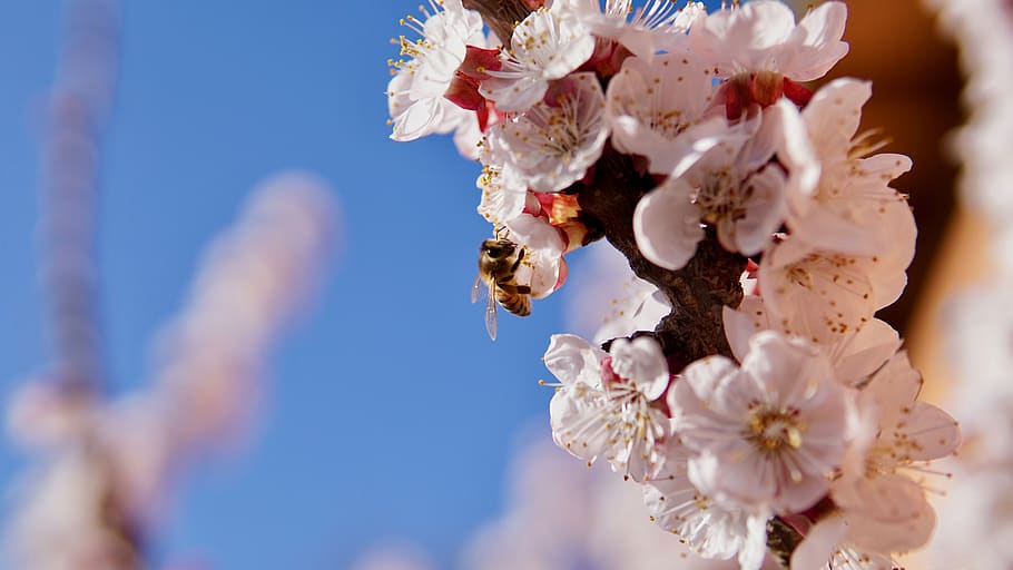 flower, bees, spring, insect, nature, pollen, nectar, flowering plant HD wallpaper