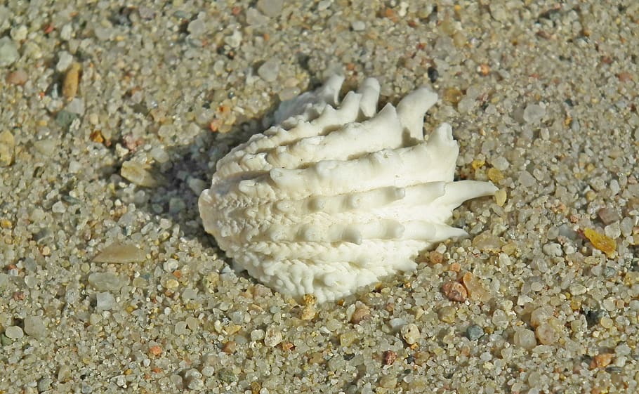 seashell, shellfish, sand, the coast, summer, land, beach, nature HD wallpaper