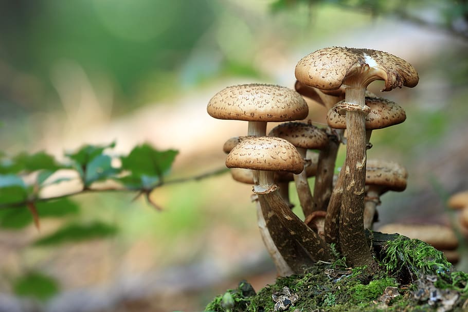 Close Up Photo of Mushroom during Daytime, close-up, macro, mushrooms HD wallpaper