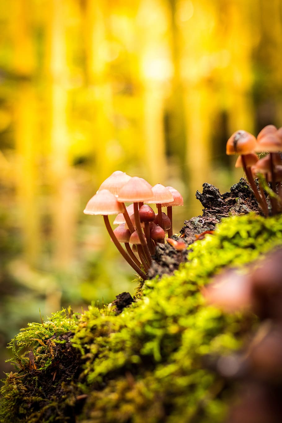 forest, wood, plant, nature, champignon, selective focus, growth, HD wallpaper