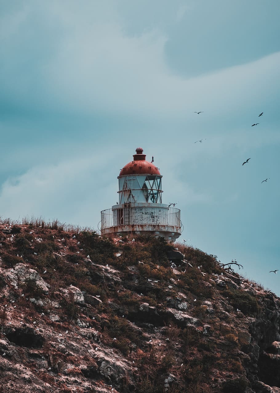 birds, sea, lighthouse, sky, building exterior, built structure HD wallpaper