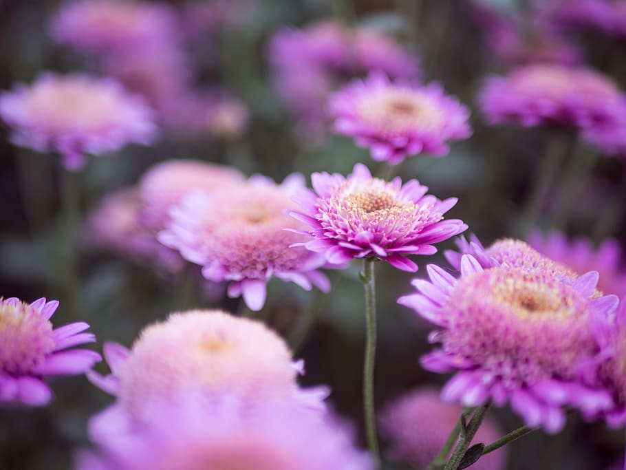 selective focus photography of purple petaled flower, flora, plant, HD wallpaper