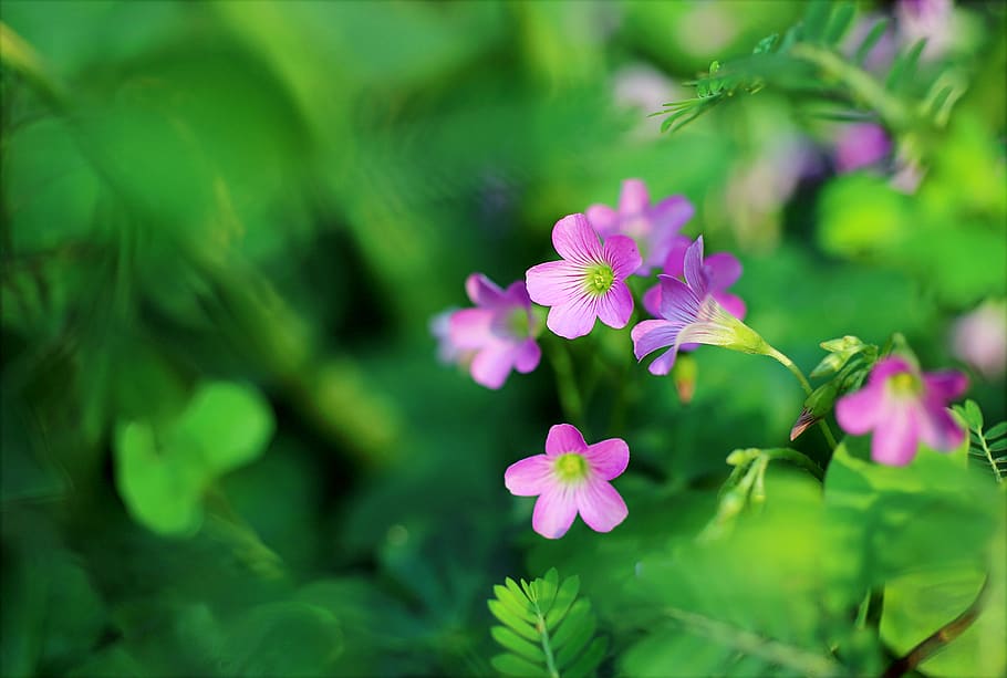 Shallow Focus Photo of Pink Petaled Flowers, bloom, blooming HD wallpaper