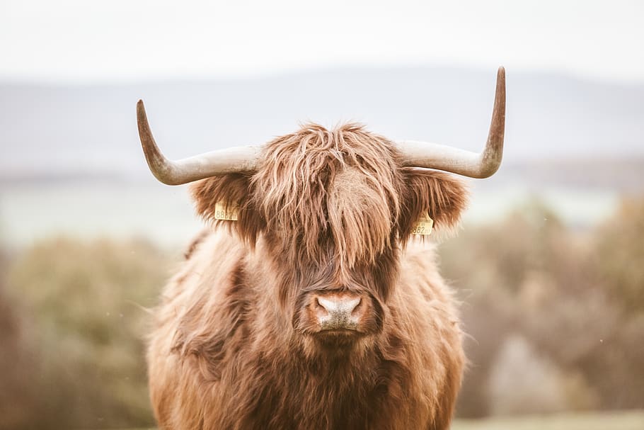 brown bison during daytime, animal, cattle, cow, mammal, bull, HD wallpaper