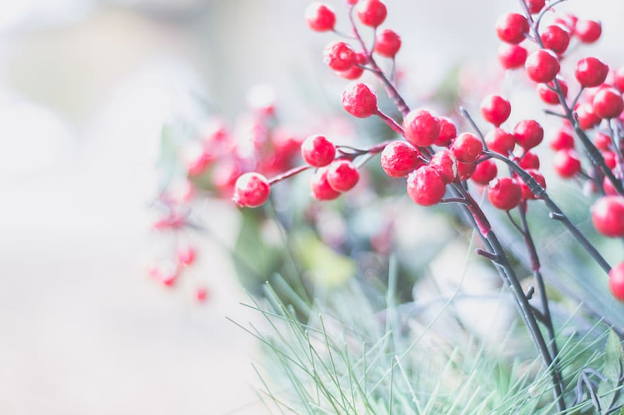 Selective Focus Photography Of Red Berries, branch, close-up HD wallpaper