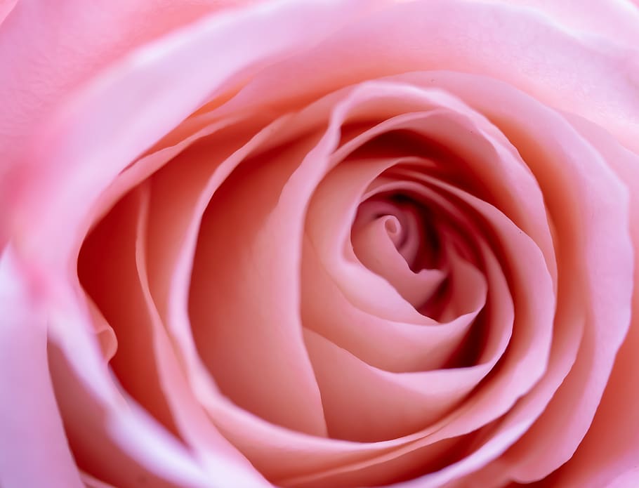 rose, blossom, bloom, rose bloom, pink, romance, floribunda, HD wallpaper
