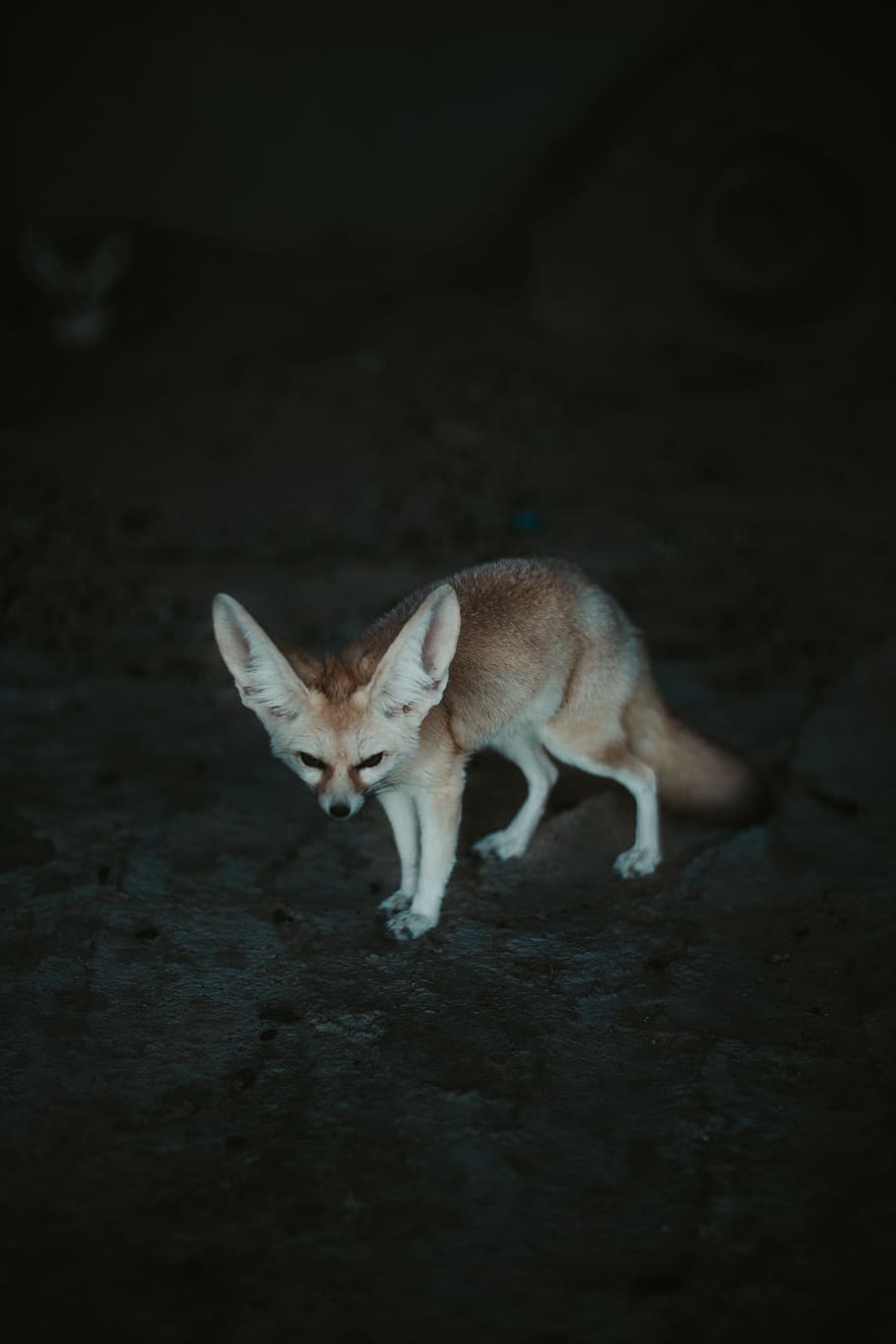 Photo of Fennec Fox, animal, animal photography, mammal, omnivorous, HD wallpaper