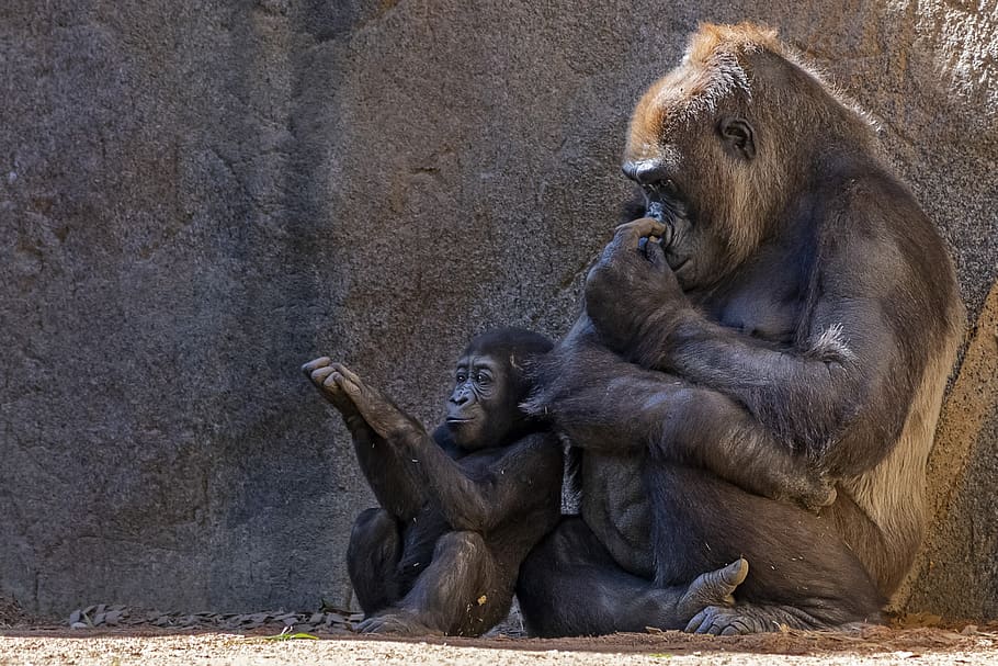 gorilla, monkey, zoo, animal, primate, nature, ape, expression HD wallpaper