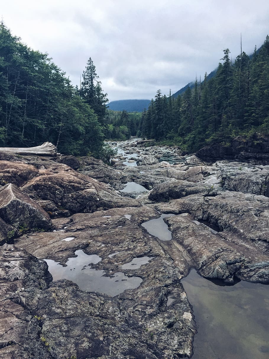 canada, vancouver, trees, forest, river, dark, water, rocks HD wallpaper