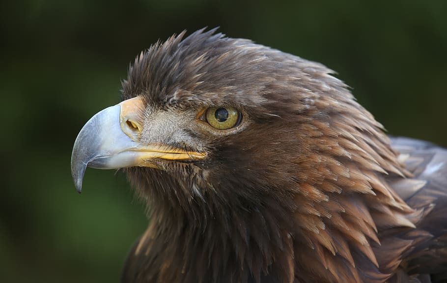 golden, bird, eagle, raptor, feather, plumage, hunter, beak, HD wallpaper