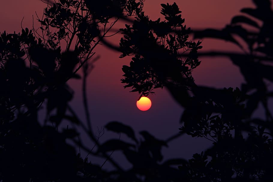 sunset, twilight, tree, plant, sky, nature, beauty in nature HD wallpaper