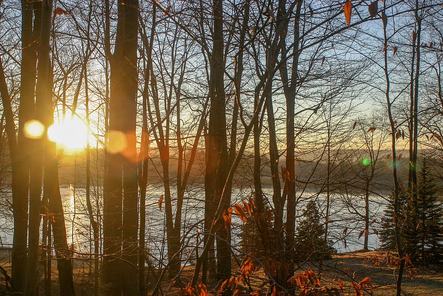 Photo of Tree Trunks During Sunset, branches, dawn, dry leaves HD wallpaper