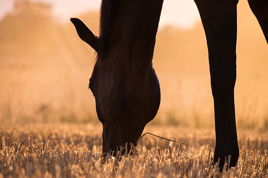 horse, light, sunset, stubble, field, straw, animal, eat, evening sun HD wallpaper