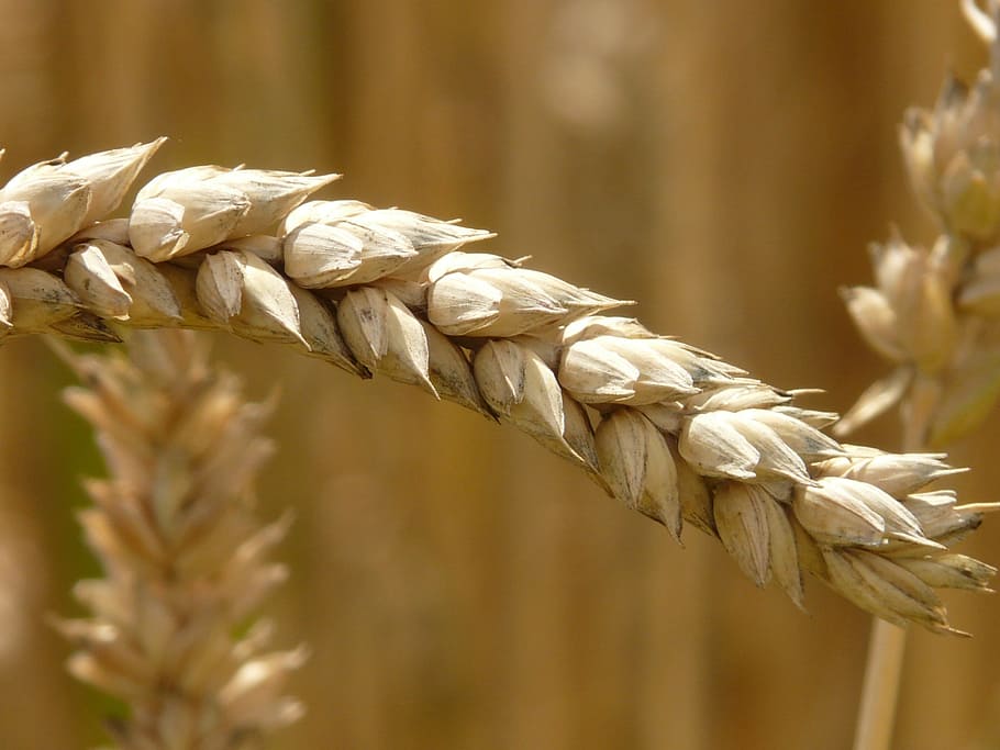 Selective Focus Photography of Brown Barley, arable, cereals HD wallpaper