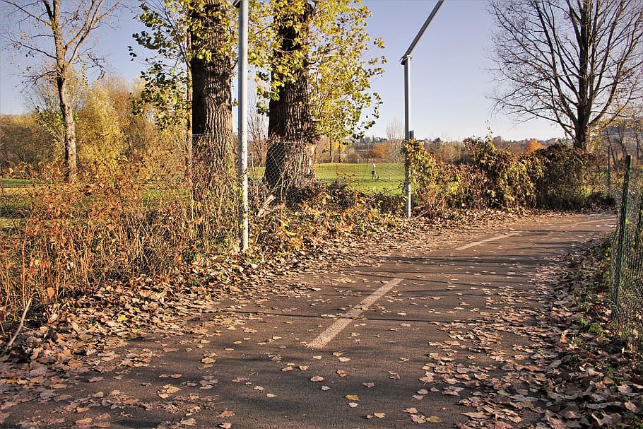 fall, way, tree, plant, autumn, nature, no people, road, sky HD wallpaper