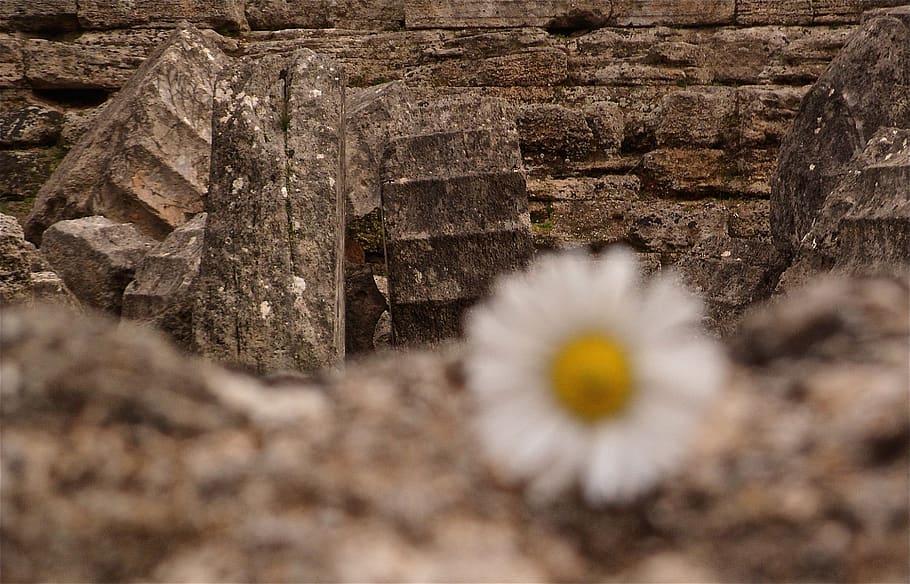 greece, focus, blur, flower, old, daisy, ruins, plant, no people HD wallpaper