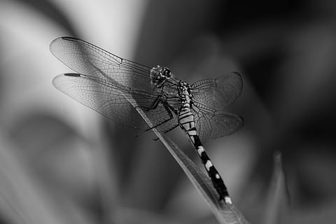 dragonfly, bug, insect, wings, nature, summer, insects, damselfly HD wallpaper