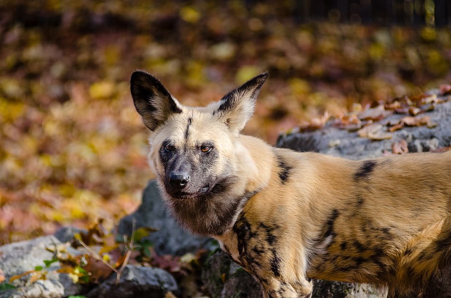 Brown and Black Long Coat Animal Near Grey Rock, african hunting dog