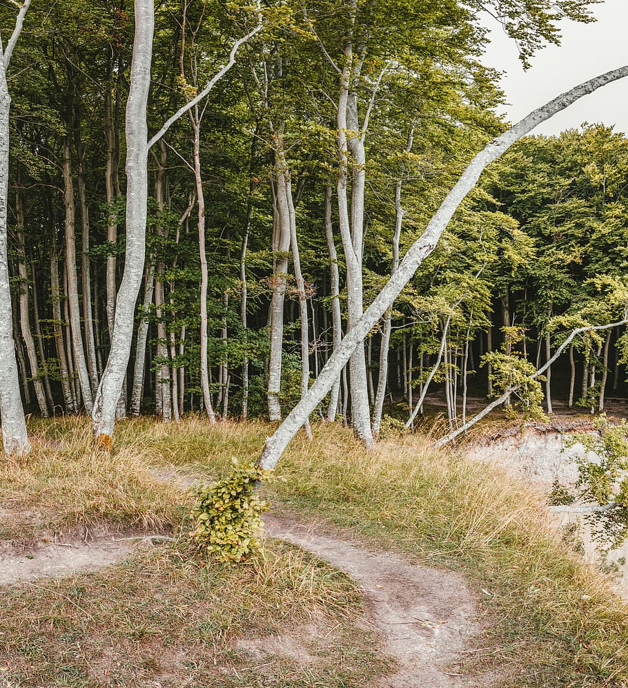 Photo of Forest, daylight, environment, grass, green, landscape HD wallpaper