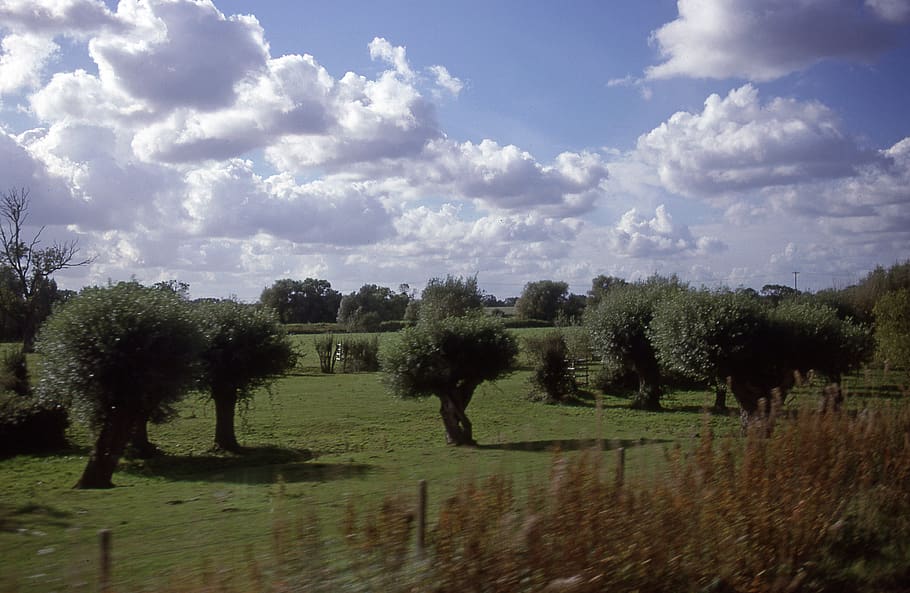 peterborough, united kingdom, nene, england, tree, plant, sky