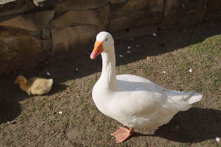 goose, bird, duck bird, white, bill, domestic goose, chicks HD wallpaper