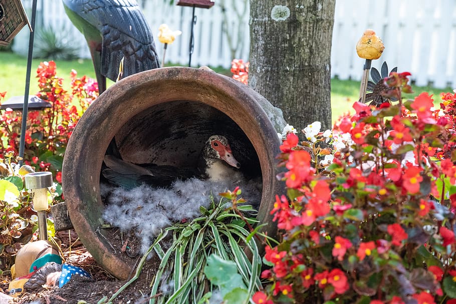 duck, farm, hatching eggs, flowering plant, nature, day, belief HD wallpaper