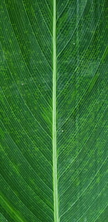 leaf, plant, green, veins, guangzhou shi, china, yang cheng yuan 30 dong HD wallpaper