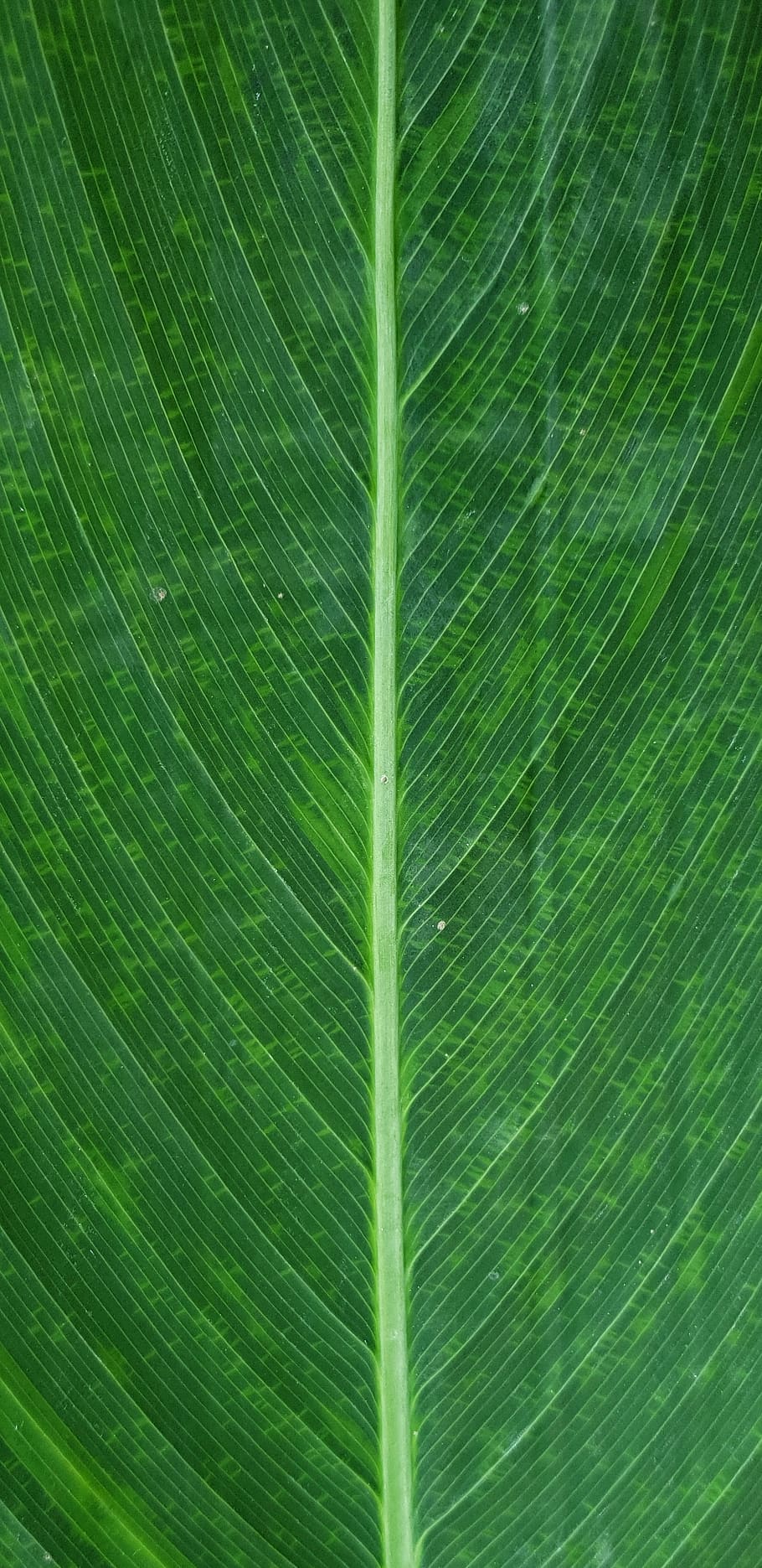 leaf, plant, green, veins, guangzhou shi, china, yang cheng yuan 30 dong HD wallpaper
