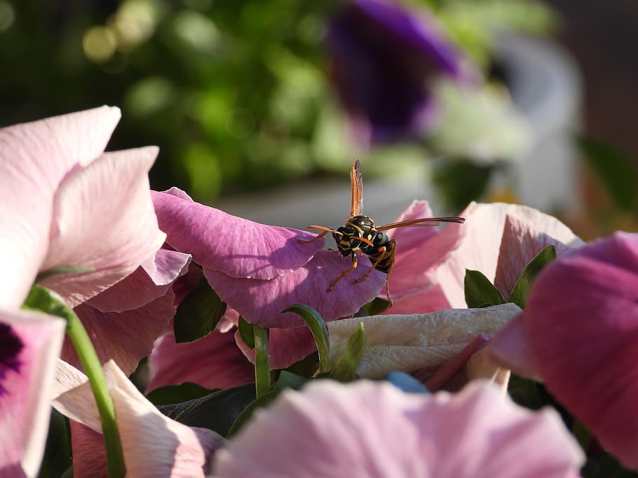 pansies, bee, spring, insect, pollen, nature, nectar, garden HD wallpaper