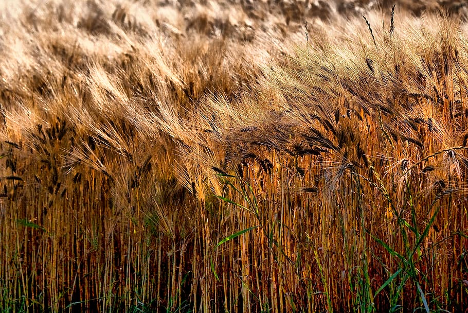 wheat, field, spike, summer, grass, countryside, plant, growth HD wallpaper