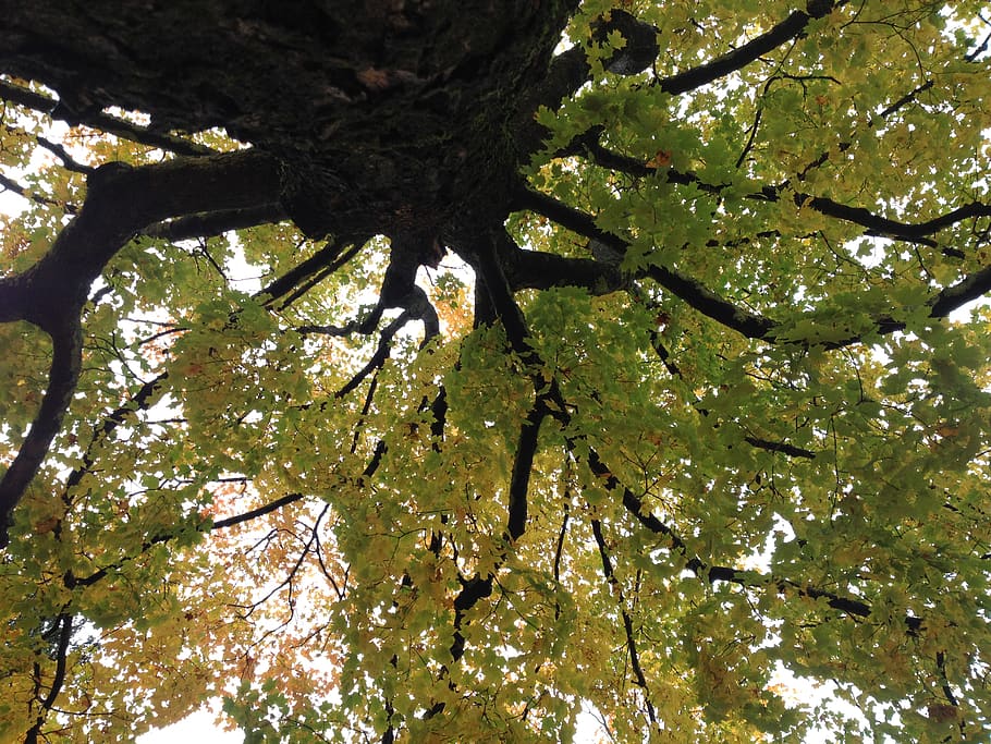 tree, bark, trees, green, outside, branches, leaves, leaf, forest HD wallpaper