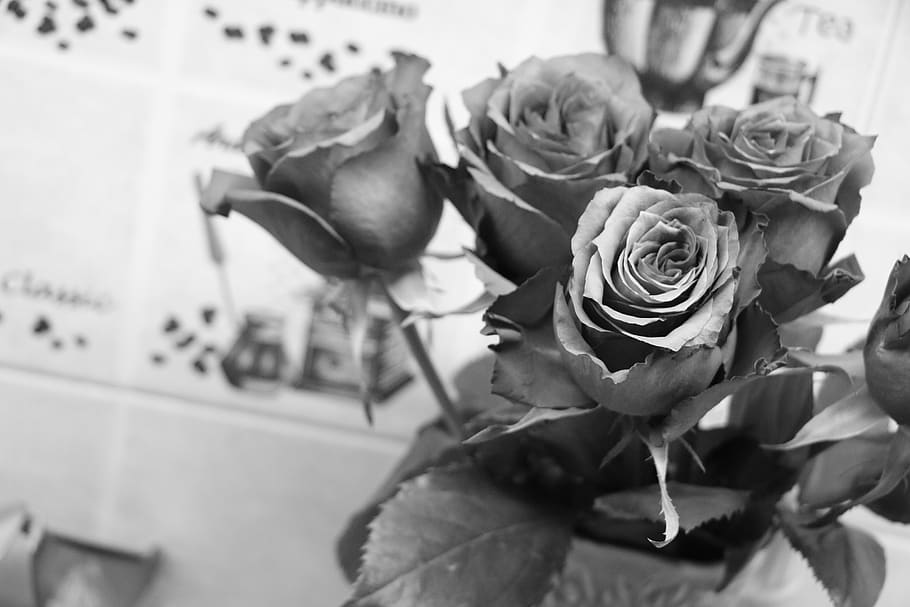 fresh cut flower, rose, vase, black and white, kitchen, nicety, HD wallpaper