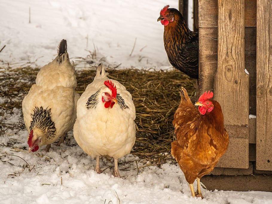 chickens, poultry, livestock, range, bird, chicken - bird, domestic animals HD wallpaper