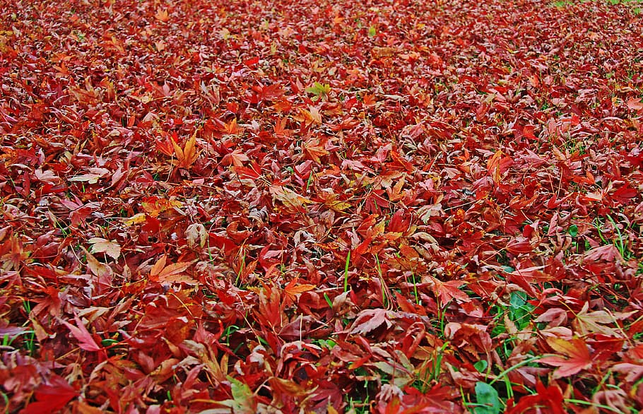 leaves, fall, autumn, maple, carpet, lawn, red, orange, pink, HD wallpaper