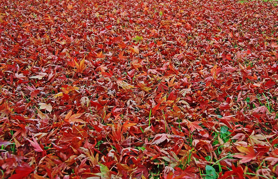 leaves, fall, autumn, maple, carpet, lawn, red, orange, pink HD wallpaper