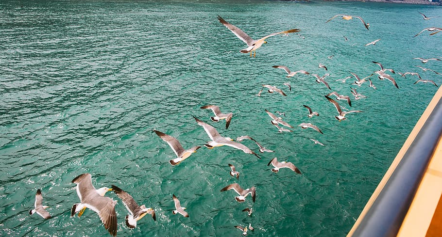 seagull, water, group of animals, large group of animals, animals in the wild HD wallpaper
