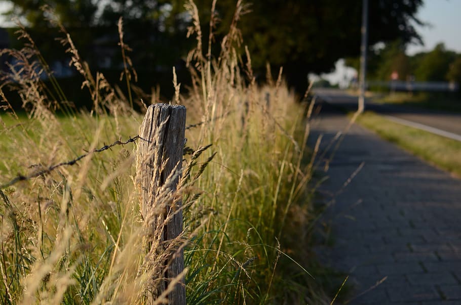 nederland, haarlem, plant, nature, grass, focus on foreground HD wallpaper