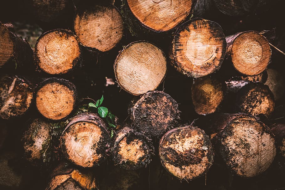Brown and Beige Wood Logs, close-up, timber, firewood, lumber industry HD wallpaper