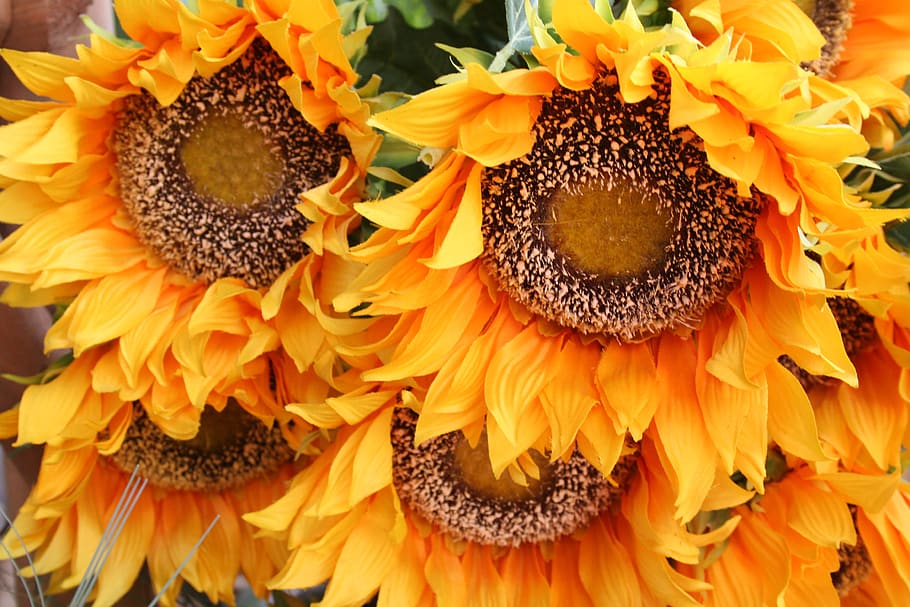 germany, mainhausen, hermannstraße 6, flowering plant, petal HD wallpaper
