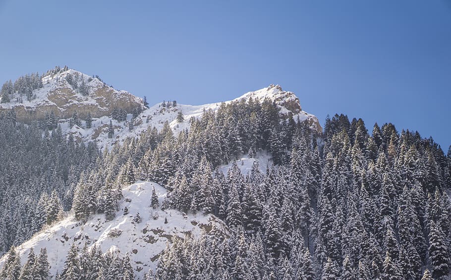 forest, tree, winter, snow, trees, mountain, cold temperature HD wallpaper