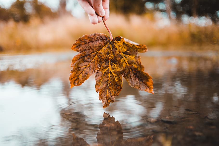 person holding brown maple leaf above body of water, dip, hand, HD wallpaper