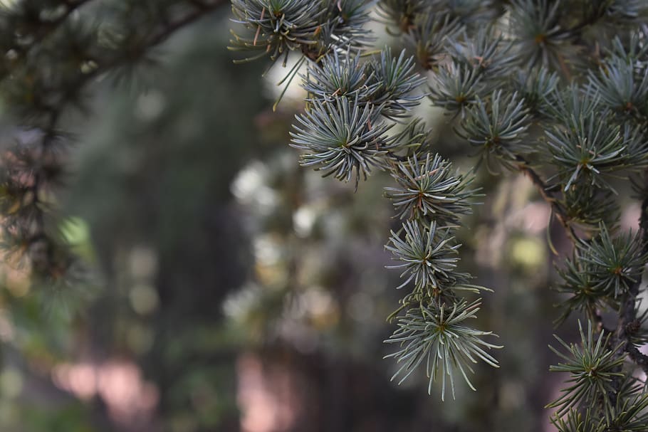 spruce, branch, needles, tree, nature, green, plant, conifer HD wallpaper