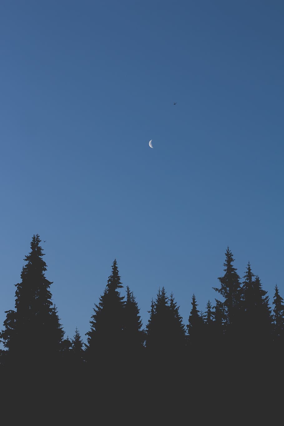 romania, siriu, tree, sky, moon, beauty in nature, low angle view HD wallpaper