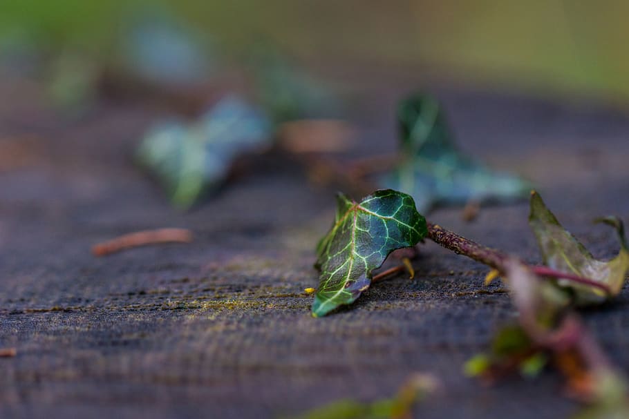 green, forest, woods, macro, ivy, grain, leaf, selective focus HD wallpaper