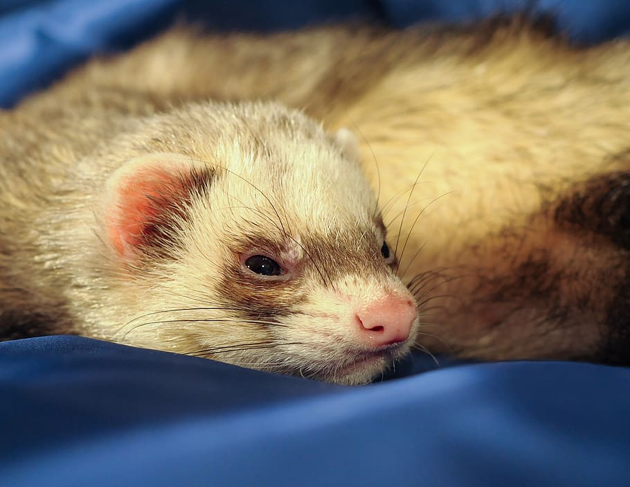 ferret, putoisé, mustélidé, drowsy, animal, animal themes HD wallpaper