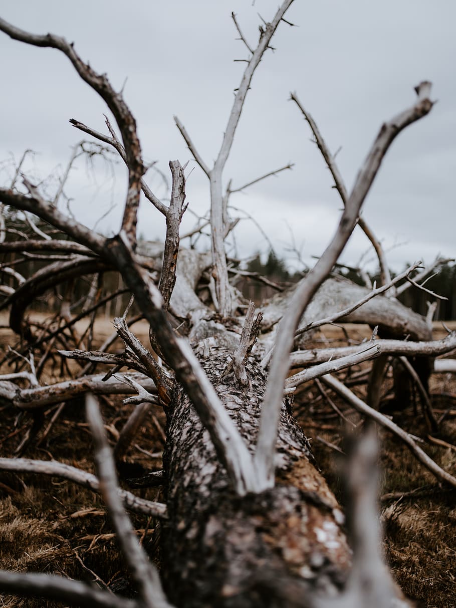 bare tree, plant, nature, tranquility, no people, selective focus HD wallpaper
