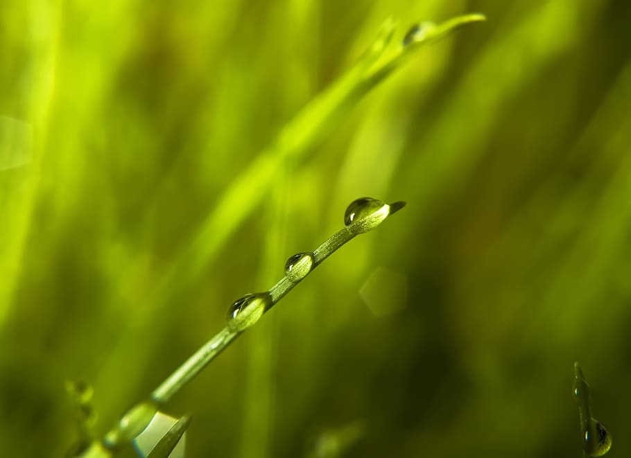 con2011, background, field, fresh, garden, grass, green, growth HD wallpaper